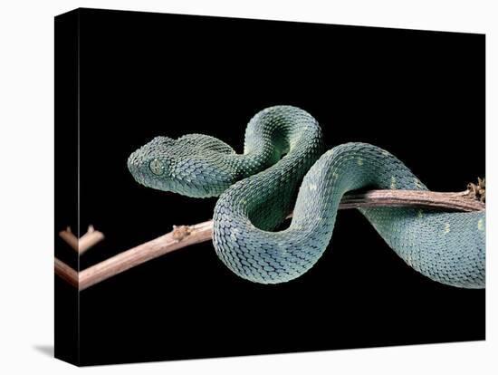 Atheris Chlorechis (Bush Viper)-Paul Starosta-Stretched Canvas