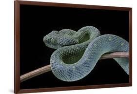 Atheris Chlorechis (Bush Viper)-Paul Starosta-Framed Photographic Print