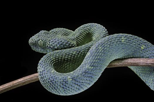 Green Bush Viper - Atheris chlorechis, Green Bush Viper www…