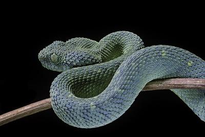 African Bush Viper, Atheris squamigera available as Framed Prints