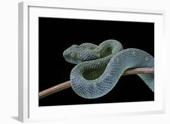 Atheris Chlorechis (Bush Viper)-Paul Starosta-Framed Photographic Print