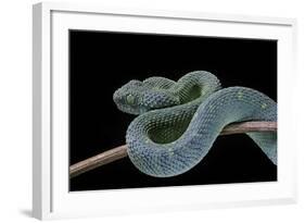 Atheris Chlorechis (Bush Viper)-Paul Starosta-Framed Photographic Print