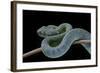 Atheris Chlorechis (Bush Viper)-Paul Starosta-Framed Photographic Print