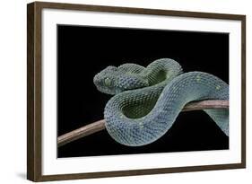 Atheris Chlorechis (Bush Viper)-Paul Starosta-Framed Photographic Print