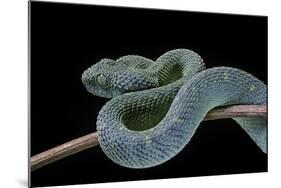 Atheris Chlorechis (Bush Viper)-Paul Starosta-Mounted Photographic Print