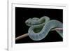 Atheris Chlorechis (Bush Viper)-Paul Starosta-Framed Photographic Print