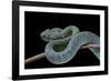 Atheris Chlorechis (Bush Viper)-Paul Starosta-Framed Photographic Print