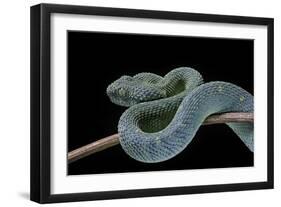 Atheris Chlorechis (Bush Viper)-Paul Starosta-Framed Photographic Print