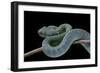 Atheris Chlorechis (Bush Viper)-Paul Starosta-Framed Photographic Print