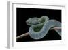 Atheris Chlorechis (Bush Viper)-Paul Starosta-Framed Photographic Print