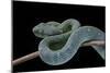 Atheris Chlorechis (Bush Viper)-Paul Starosta-Mounted Photographic Print