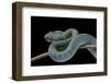 Atheris Chlorechis (Bush Viper)-Paul Starosta-Framed Photographic Print