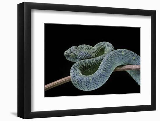 Atheris Chlorechis (Bush Viper)-Paul Starosta-Framed Photographic Print