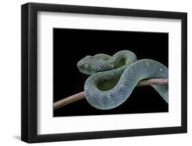 Atheris Chlorechis (Bush Viper)-Paul Starosta-Framed Photographic Print