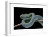 Atheris Chlorechis (Bush Viper)-Paul Starosta-Framed Photographic Print