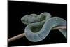 Atheris Chlorechis (Bush Viper)-Paul Starosta-Mounted Photographic Print