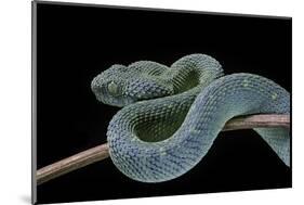 Atheris Chlorechis (Bush Viper)-Paul Starosta-Mounted Photographic Print