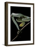 Atheris Chlorechis (Bush Viper)-Paul Starosta-Framed Photographic Print