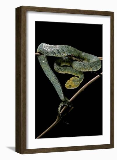 Atheris Chlorechis (Bush Viper)-Paul Starosta-Framed Photographic Print