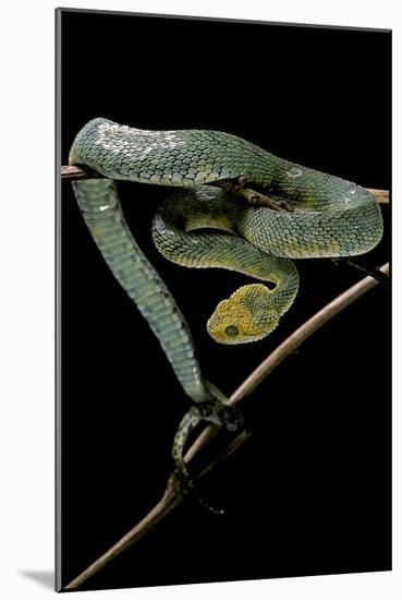 Atheris Chlorechis (Bush Viper)-Paul Starosta-Mounted Photographic Print