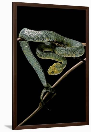 Atheris Chlorechis (Bush Viper)-Paul Starosta-Framed Photographic Print