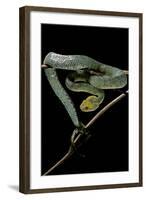 Atheris Chlorechis (Bush Viper)-Paul Starosta-Framed Photographic Print