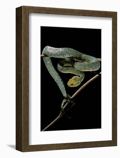 Atheris Chlorechis (Bush Viper)-Paul Starosta-Framed Photographic Print