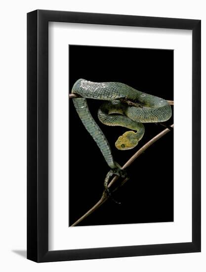 Atheris Chlorechis (Bush Viper)-Paul Starosta-Framed Photographic Print