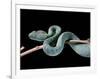 Atheris Chlorechis (Bush Viper)-Paul Starosta-Framed Photographic Print