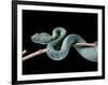 Atheris Chlorechis (Bush Viper)-Paul Starosta-Framed Photographic Print