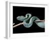 Atheris Chlorechis (Bush Viper)-Paul Starosta-Framed Photographic Print