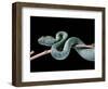 Atheris Chlorechis (Bush Viper)-Paul Starosta-Framed Photographic Print