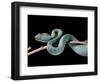 Atheris Chlorechis (Bush Viper)-Paul Starosta-Framed Photographic Print