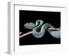 Atheris Chlorechis (Bush Viper)-Paul Starosta-Framed Photographic Print