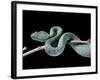 Atheris Chlorechis (Bush Viper)-Paul Starosta-Framed Photographic Print