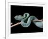 Atheris Chlorechis (Bush Viper)-Paul Starosta-Framed Photographic Print