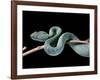 Atheris Chlorechis (Bush Viper)-Paul Starosta-Framed Photographic Print