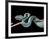 Atheris Chlorechis (Bush Viper)-Paul Starosta-Framed Photographic Print