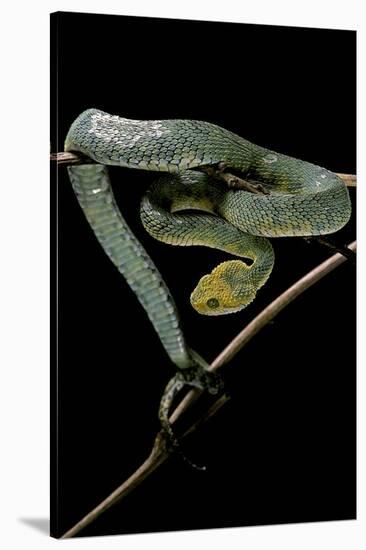 Atheris Chlorechis (Bush Viper)-Paul Starosta-Stretched Canvas