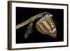 Athyma Perius (Common Sergeant Butterfly) - Just Emerged from Chrysalis-Paul Starosta-Framed Photographic Print
