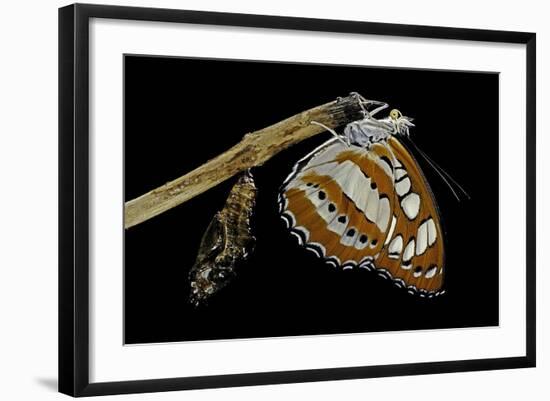 Athyma Perius (Common Sergeant Butterfly) - Just Emerged from Chrysalis-Paul Starosta-Framed Photographic Print