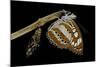 Athyma Perius (Common Sergeant Butterfly) - Just Emerged from Chrysalis-Paul Starosta-Mounted Photographic Print