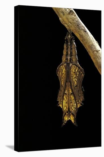 Athyma Perius (Common Sergeant Butterfly) - Pupa-Paul Starosta-Stretched Canvas