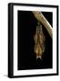 Athyma Perius (Common Sergeant Butterfly) - Pupa-Paul Starosta-Framed Photographic Print