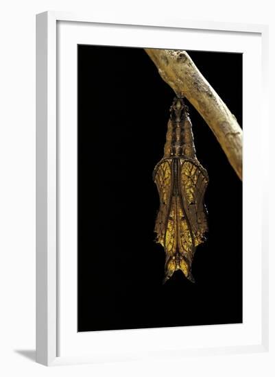 Athyma Perius (Common Sergeant Butterfly) - Pupa-Paul Starosta-Framed Photographic Print