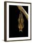 Athyma Perius (Common Sergeant Butterfly) - Pupa-Paul Starosta-Framed Photographic Print