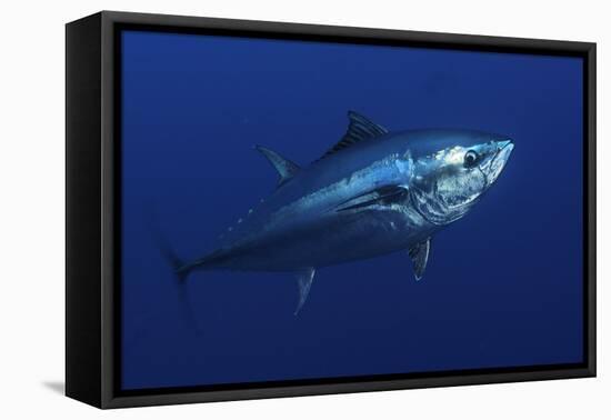 Atlantic Bluefin Tuna (Thunnus Thynnus) Portrait, Captive, Malta, Mediteranean, May 2009-Zankl-Framed Stretched Canvas