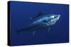 Atlantic Bluefin Tuna (Thunnus Thynnus) Portrait, Captive, Malta, Mediteranean, May 2009-Zankl-Stretched Canvas