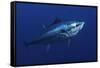 Atlantic Bluefin Tuna (Thunnus Thynnus) Portrait, Captive, Malta, Mediteranean, May 2009-Zankl-Framed Stretched Canvas