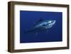 Atlantic Bluefin Tuna (Thunnus Thynnus) Portrait, Captive, Malta, Mediteranean, May 2009-Zankl-Framed Photographic Print